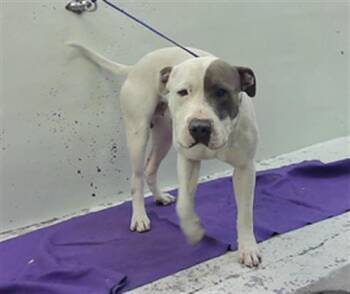 American Staffordshire Terrier and Mixed Breed Dogs Available for Adoption in Houston, Texas - HOMERO | PetCurious