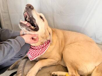 Mixed Breed Dogs Available for Adoption - Trusty | PetCurious