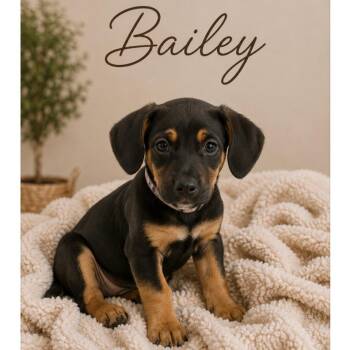 Bailey -  Chihuahua and Dachshund Dog for Adoption in Phoenix, Arizona - Bailey | PetCurious