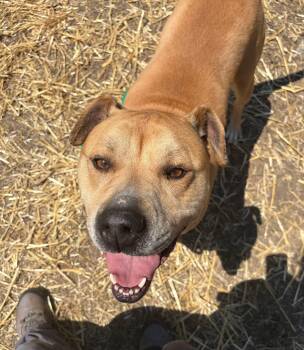 Pit Bull Terrier Dogs Available for Adoption in Chicago, Illinois - Larkspur | PetCurious