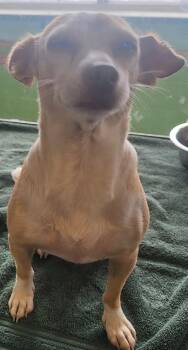 Pen 229 Mitzy -  Chihuahua Dog for Adoption in Lawrenceville, Georgia - Pen 229 Mitzy | PetCurious