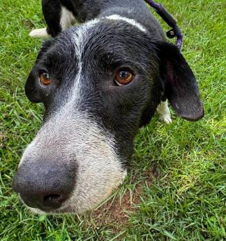 Thib -  Labrador Retriever and Hound Dog for Adoption in Syracuse, New York - Thib | PetCurious