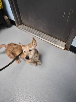 Pen 216 Humphrey Hw+ -  Dachshund Dog for Adoption in Lawrenceville, Georgia - Pen 216 Humphrey Hw+ | PetCurious