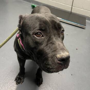 Mixed Breed Dogs Available for Adoption in Allentown, Pennsylvania - Cornelia | PetCurious