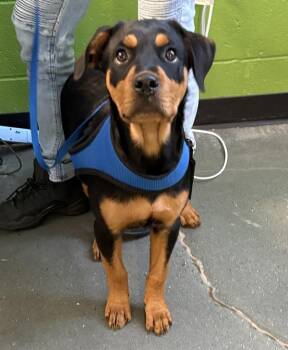 Rottweiler and Labrador Retriever Dogs Available for Adoption in Lawrenceville, Georgia - Ic-1 Sheyla | PetCurious