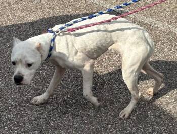 Sunny -  Mixed Breed Dog for Adoption in Cincinnati, Ohio - Sunny | PetCurious