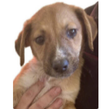 Rescue Mixed Breed Dogs for Adoption in Austin, Texas - Apple Orchard | PetCurious