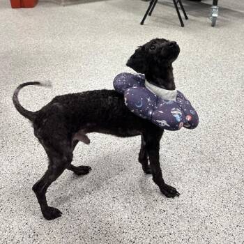 Spring -  Poodle Dog for Adoption in Oak Park, Illinois - Spring | PetCurious