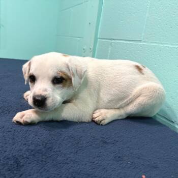 Shepherd Dogs Available for Adoption in Cabot, Arkansas - Ida Pearl | PetCurious