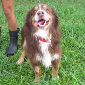 Ranger -  Australian Shepherd Dog for Adoption in Lake Jackson, Texas - Ranger | PetCurious