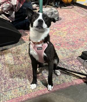 Border Collie Dogs Available for Adoption - Velvet  | PetCurious