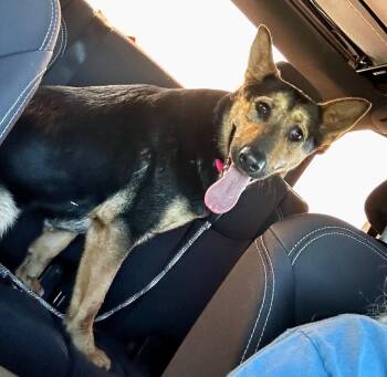 German Shepherd Dog and Mixed Breed Dogs Available for Adoption in Neosho, Missouri - Harper | PetCurious
