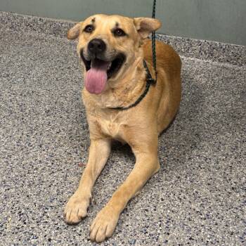 Retriever Dogs Available for Adoption - Kibble | PetCurious