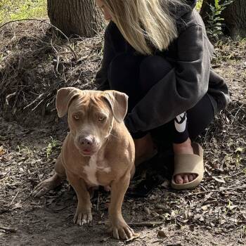 Rescue American Bully Dogs for Adoption in Manvel, Texas - Rosie | PetCurious