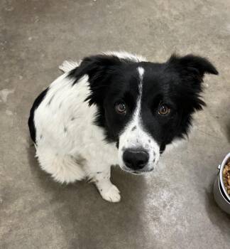 Josie -  Border Collie Dog for Adoption in Red Wing, Minnesota - Josie | PetCurious