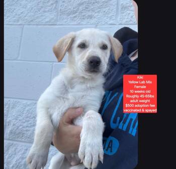 Kiki -  Yellow Labrador Retriever Dog for Adoption in Oviedo, Florida - Kiki | PetCurious