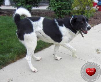 Labrador Retriever Dogs Available for Adoption in Sidney, Ohio - Freckles Yrly 159 | PetCurious