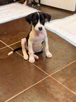 Cannoli -  Mixed Breed Dog for Adoption in Riverdale, New Jersey - Cannoli | PetCurious