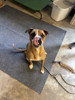 Rescue Boxer Dogs for Adoption in Shelby, North Carolina - Walker | PetCurious