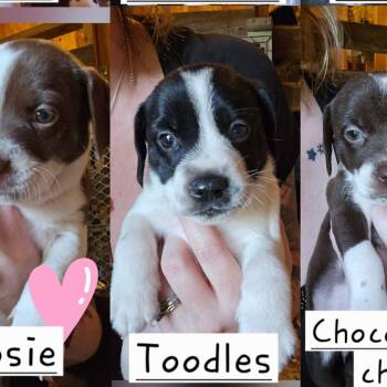 Toodles -  Hound and Pit Bull Terrier Dog for Adoption in Newark Valley, New York - Toodles | PetCurious