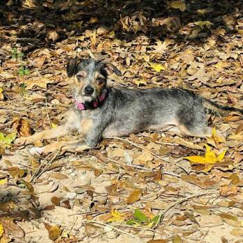 Mixed Breed Dogs Available for Adoption - Sassy | PetCurious