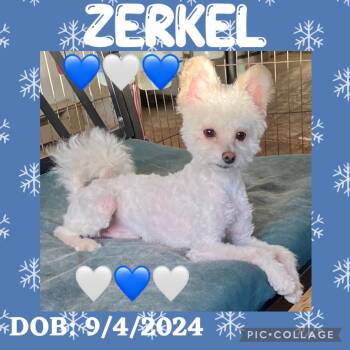 Maltese Dogs Available for Adoption - Zerkle | PetCurious