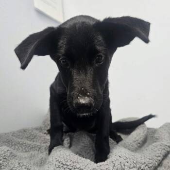 Hank -  Mixed Breed Dog for Adoption in Buffalo, Minnesota - Hank | PetCurious