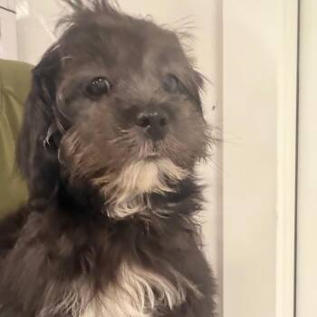 Dopey -  Shih Tzu and Poodle Dog for Adoption in Baton Rouge, Louisiana - Dopey | PetCurious