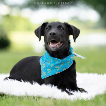 Smokey -  Black Labrador Retriever Dog Available for Adoption in Huntsville, Alabama - Smokey | PetCurious