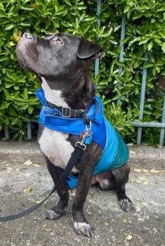 Mixed Breed Dogs Available for Adoption in New York, New York - Gemma | PetCurious