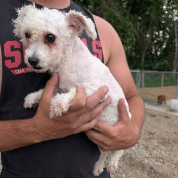 Zada -  Bichon Frise Dog for Adoption in Rochester, Minnesota - Zada | PetCurious