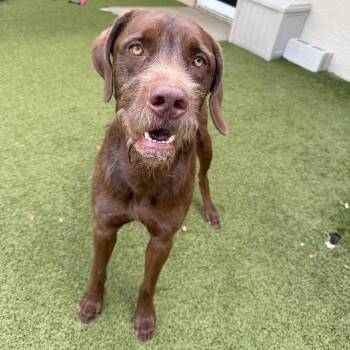 Lorax -  Mixed Breed Dog Available for Adoption in Titusville, Florida - Lorax | PetCurious
