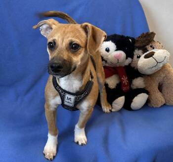 Popeye -  Chihuahua and Dachshund Dog for Adoption in Cedartown, Georgia - Popeye | PetCurious