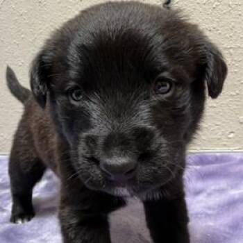 982 (2026) Cappuchino -  Rottweiler and Shepherd Dog for Adoption in Parker, Colorado - 982 (2026) Cappuchino | PetCurious