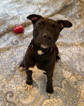 Labrador Retriever and Mixed Breed Dogs Available for Adoption in Boston, Massachusetts - DANNY | PetCurious