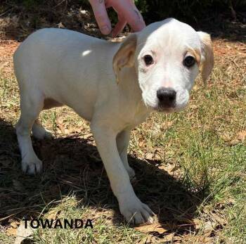 Towanda -  Hound Dog Available for Adoption in Washington, Georgia - Towanda | PetCurious