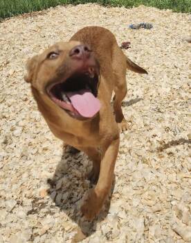 Corey -  Boxer Dog Available for Adoption in Troy, Alabama - Corey | PetCurious