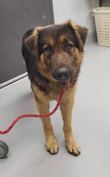 German Shepherd Dog Dogs Available for Adoption - Ic-2d Bear | PetCurious