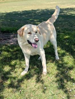 Doug -  Labrador Retriever Dog for Adoption in Cleburne, Texas - Doug | PetCurious