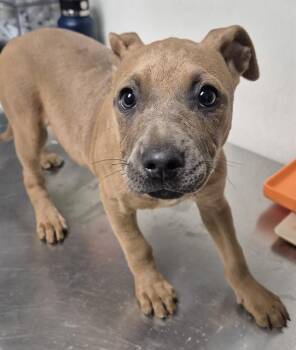 Babe -  Pit Bull Terrier Dog for Adoption in Thousand Oaks, California - Babe | PetCurious