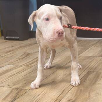 Memphis -  Pit Bull Terrier Dog for Adoption in Newark, New Jersey - Memphis | PetCurious