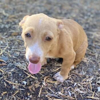 Penne -  Chihuahua and Dachshund Dog for Adoption in Escondido, California - Penne | PetCurious