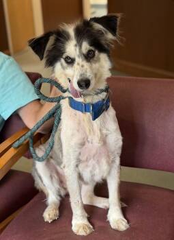 Adi -  Border Collie Dog for Adoption in Prince Frederick, Maryland - Adi | PetCurious