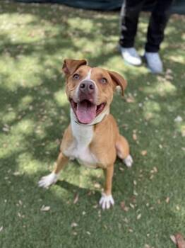 Maki -  Terrier and Mixed Breed Dog Available for Adoption in North Miami Beach, Florida - Maki | PetCurious