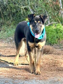 German Shepherd Dog Dogs Available for Adoption in Sumter, South Carolina - Rosco | PetCurious
