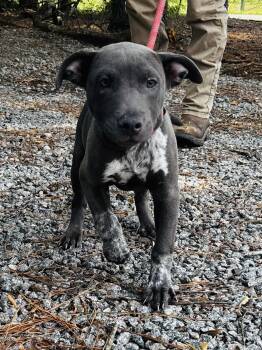 Max, sweetest puppy just a 3 mth old baby in the shelter with be -  Catahoula Leopard Dog Dog for Adoption in Charlottesville, Virginia - Max, Sweetest Puppy Just A 3 Mth Old Baby In The Shelter With Be | PetCurious