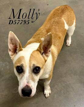 Molly -  Corgi Dog for Adoption in Clarksville, Tennessee - Molly | PetCurious