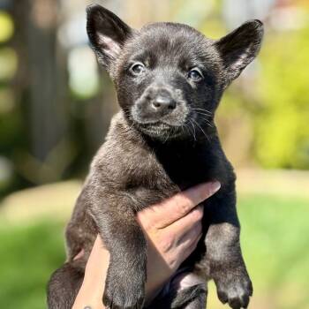 Belgian Shepherd Malinois Dogs Available for Adoption in Bellingham, Washington - Grant Dark Blue | PetCurious