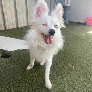 Tucker -  Australian Shepherd Dog for Adoption in Baton Rouge, Louisiana - Tucker | PetCurious