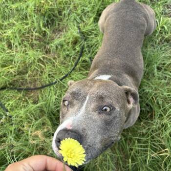 Emma -  Mixed Breed Dog for Adoption in Lake Panasoffkee, Florida - Emma | PetCurious